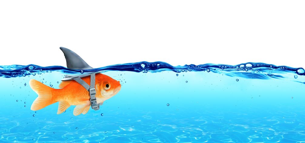 Goldfish meets shark