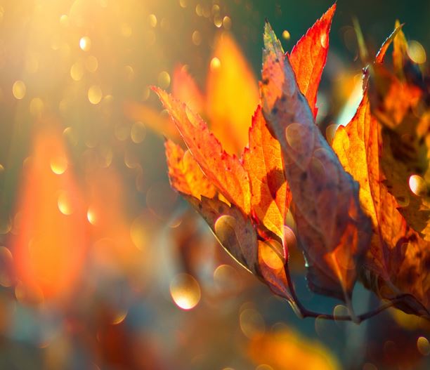 Autumn Leaves