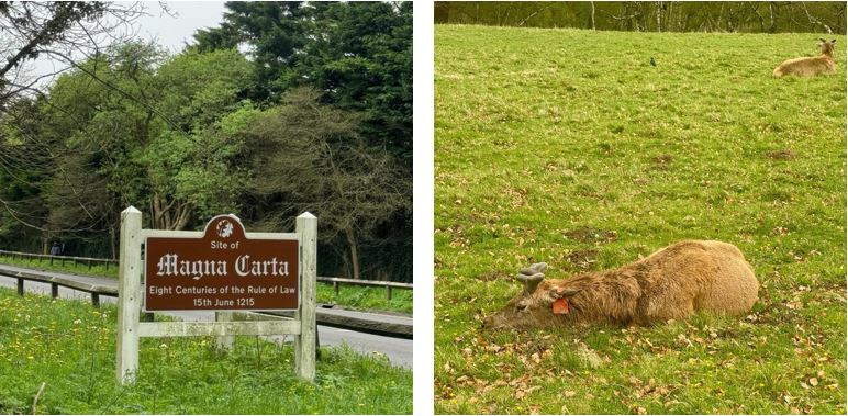 Deer and Magna Carta
